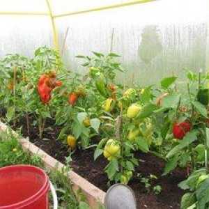 Ako pestovať korenie v skleníku: pokyny a návody na starostlivosť