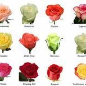 Aké sú ruže: druhy a odrody