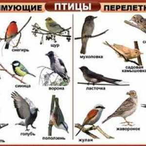 Aké sú druhy vtákov: ich mená a popis