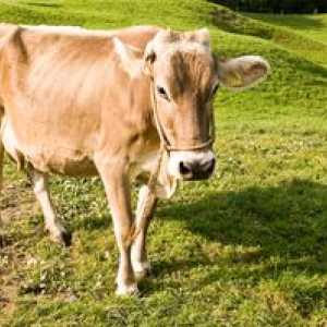 Aké sú výhody a nevýhody kravského plemena Schwick: charakteristika