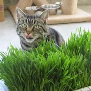 Aké druhy mačkovitých bylín sú užitočné pre mačky a mačky?