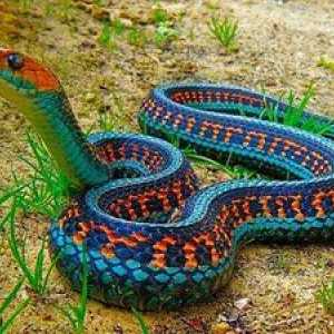 Aké hady sú, ako sa množia a kde žijú