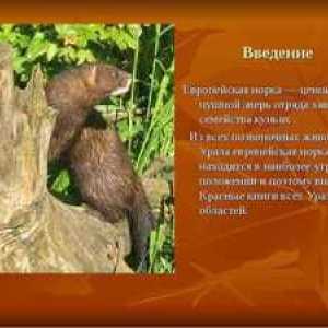 Ktoré zvieratá sú zahrnuté v červenej knihe Urals