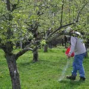 Ako urobiť vrchný obväz jablká a hrušky na jar