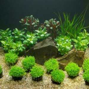 Ktorá pôda pre akvárium a rastliny je lepšia - druh a správna voľba