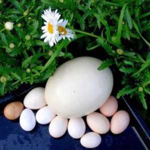 Aká je hmotnosť kuracích vajec v gramoch