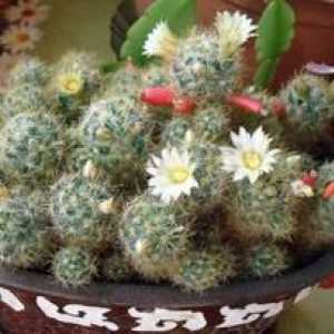 Kaktus Mammillaria - nadýchaný zázrak: domáca starostlivosť