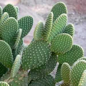 Cactus pichľavá hruška: starostlivosť o domáce zvieratá