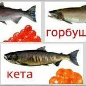 Ktorú rybu je lepšie vybrať - coho alebo ketu?
