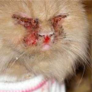 Calcitvírus u mačiek: príznaky a liečba