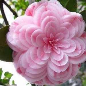 Camellia Japanese: domáca starostlivosť