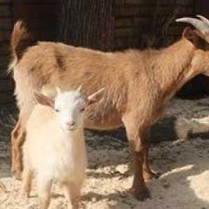 Kamerunské kozy - popis a charakteristiky plemena trpasličích kôz