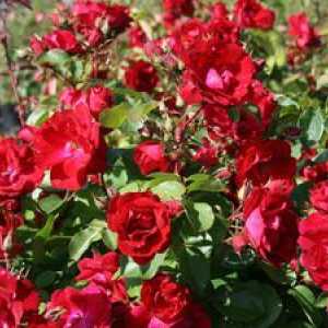 Kanadský Park Rose: rysy ruží a ich dôstojnosť