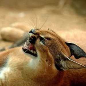 Caracal desert lynx: popis a starostlivosť o stepnú mačku