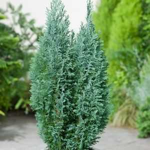 Cypress lavson elfwood: popis, starostlivosť a výsadba