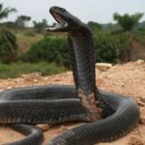 Cobra: na to, čo had môže sen podľa snov knih