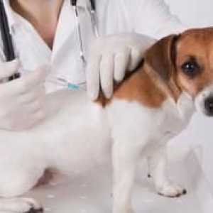 Kedy očkovať šteniatka: schému očkovania pre domáce zvieratá