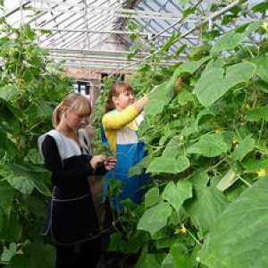 Kedy a ako môžete pestovať sadenice v skleníku
