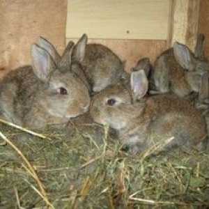 Kedy sa rastliny králikov z králika, typy a načasovanie výsadby mladých zvierat