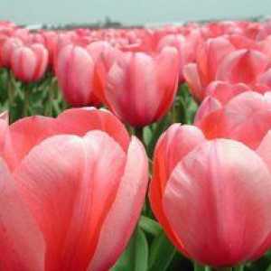 Pri transplantácii tulipánov je najlepšie - na jar alebo na jeseň