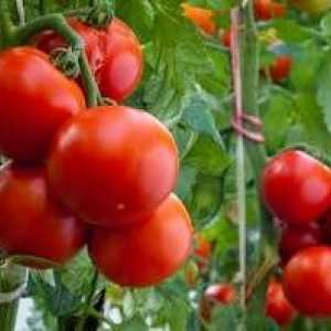 Kedy pestovať paradajky v skleníku