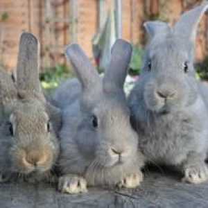 Kokcidióza u králikov a kurčiat: príznaky a liečba