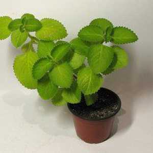 Peppermint - multifunkčná domáca rastlina