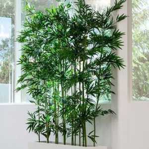 Vnútorný bambus: popis a pestovanie doma