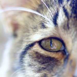 Konjunktivitída u mačiek a mačiek: príčiny, spôsoby liečby