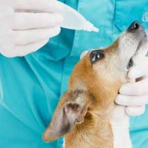 Konjunktivitída u psov: znaky choroby a liečba