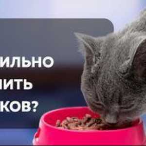 Krmivo pre kastrované mačky: ako správne kŕmiť domáce zvieratá