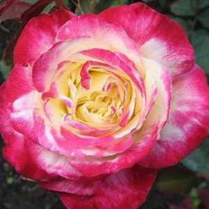 Kráľovná dvojfarebných čajovo-hybridných ruží dvojitá delite
