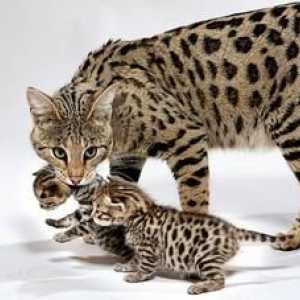 Cat Savannah - koľko je malý domáci gepard