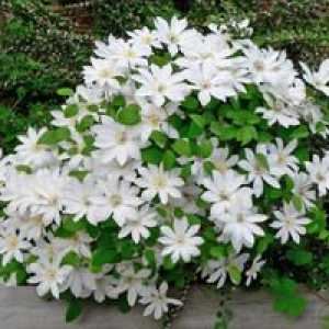 Krásne biele kvety pre záhradný pozemok