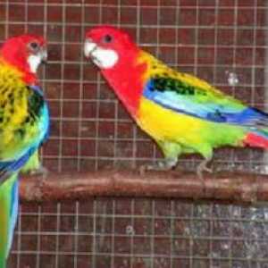 Červená a pestrá rosella: ako skrotiť papagája