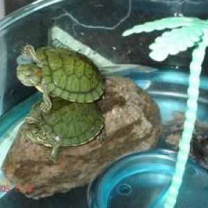 Červené korytnačky: ako ich udržať doma