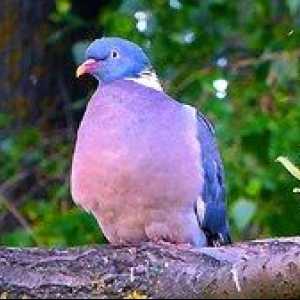 Krása divokej prírody: lesný holub vosk