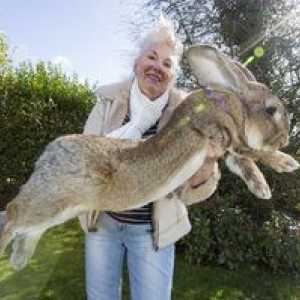 Králičí obri: najväčší králiči na svete