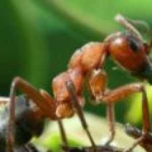 Kto jedá mravce v prírode, čo mravy jedia, ich strava