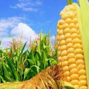 Kukurica: výsadba a starostlivosť v otvorenom teréne
