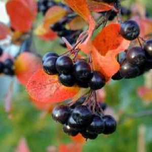 Terapeutické vlastnosti choleberry ashberry