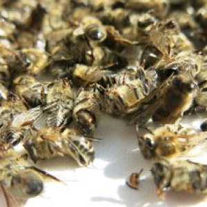 Terapeutické vlastnosti podmorskej včely a vlastnosti aplikácie
