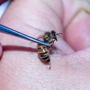 Liečba včelami: výhody, kontraindikácie, ľudové recepty