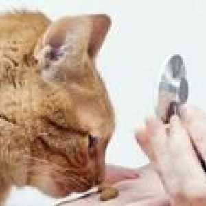 Leukémia u mačiek: príčiny, symptómy a liečba