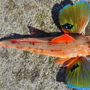 Lietajúci ryby trigla alebo morský kohút