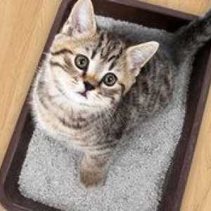 Plech pre mačky: druhy. WC na kočky s vysokými stranami