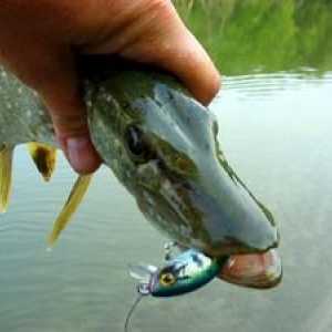 Pike rybolov pre spinning: tipy na úspešný rybolov, výber návnady