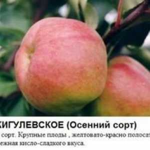 Najlepšie odrody jabĺk pre siberiu: popis a popis