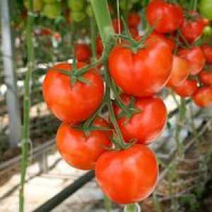 Najlepšie odrody paradajok pre skleník vyrobený z polykarbonátu