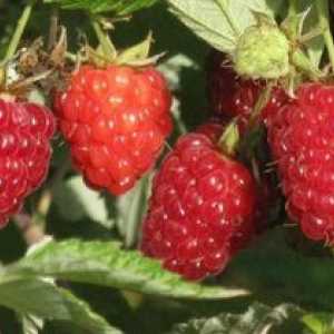 Raspberry tarusa: opis a starostlivosť o odrody